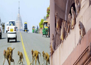 रेल मंत्रालय का लंगूर हैंडलर निकला Covid -19 पॉजिटिव, मचा हड़कंप