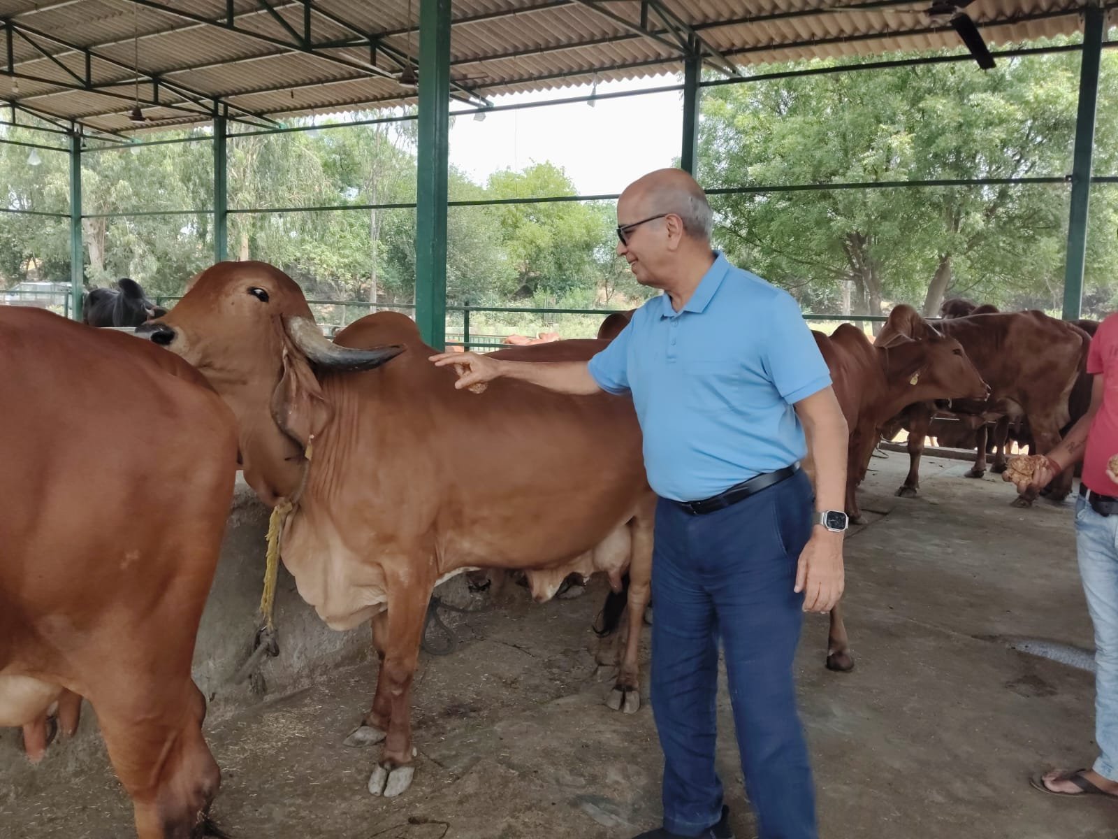 उत्तर प्रदेश की देसी गायों का हाई प्रोटीन दूध अब भारतीय सेना की पहली पसंद, बड़े शहरों में ऑनलाइन उपलब्ध