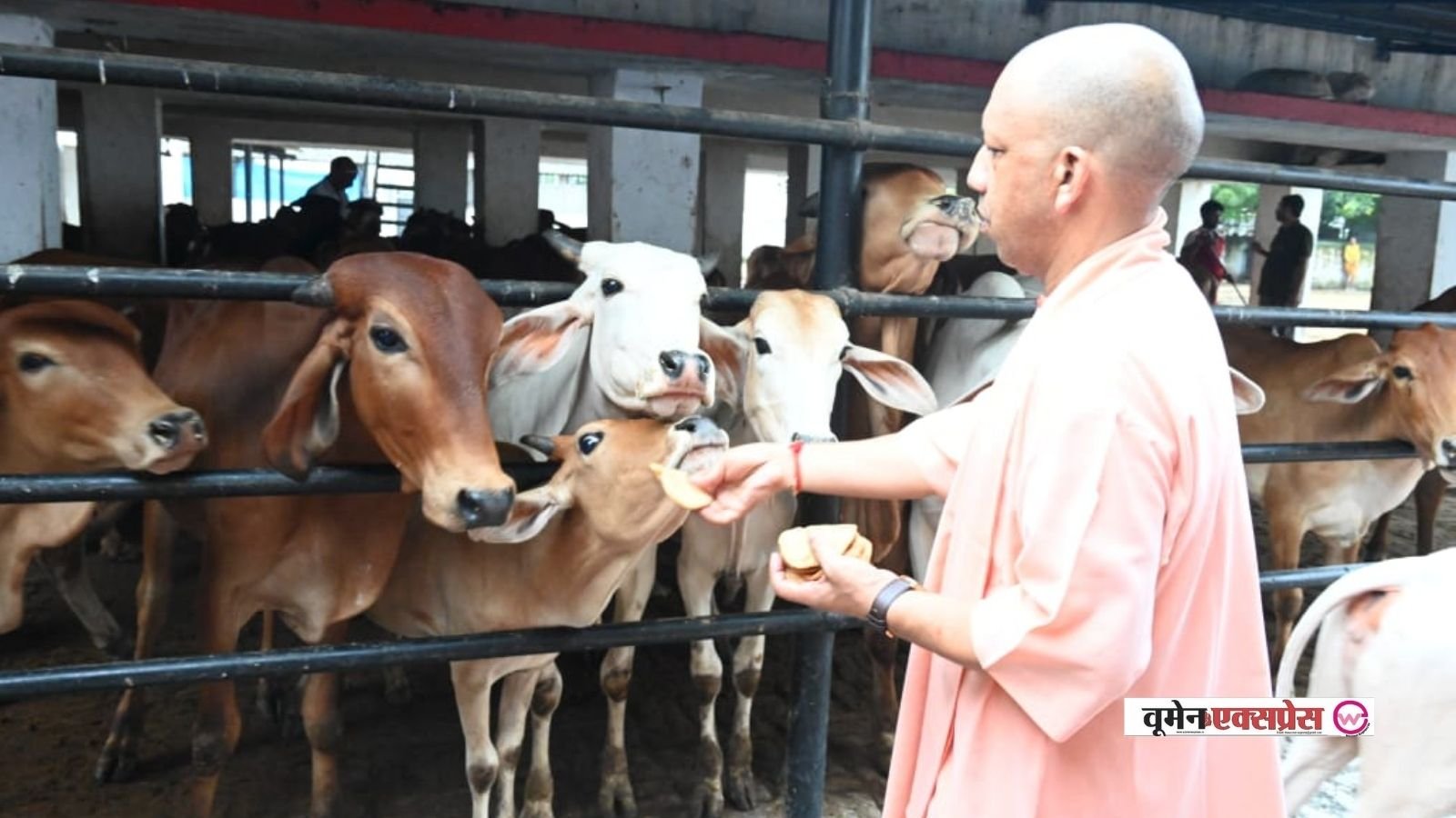 मुख्यमंत्री योगी आदित्यनाथ ने गायों और गोवंश को स्नेहिल भाव से पूड़ी-गुड़ खिलाया